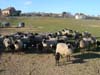 pecore romanov nuovi nati